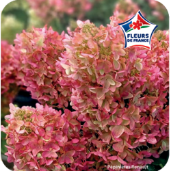 FLEURS ET JARDIN