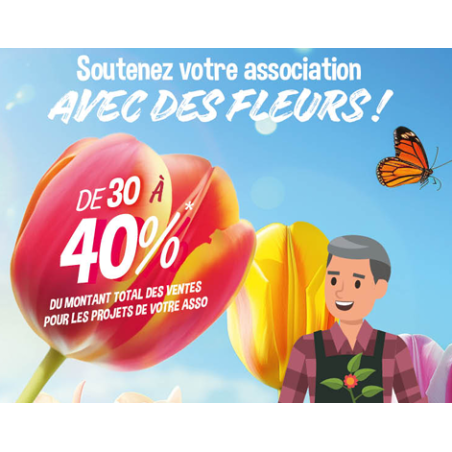 BULBES D AUTOMNE
