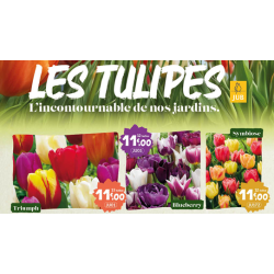 BULBES D AUTOMNE