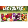 BULBES D AUTOMNE
