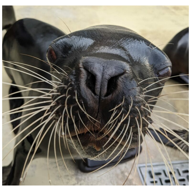 SEAQUARIUM